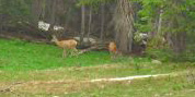 Whitetail deer